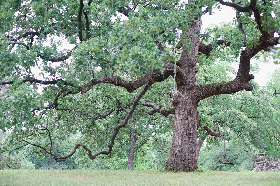 Texas live oak tree.