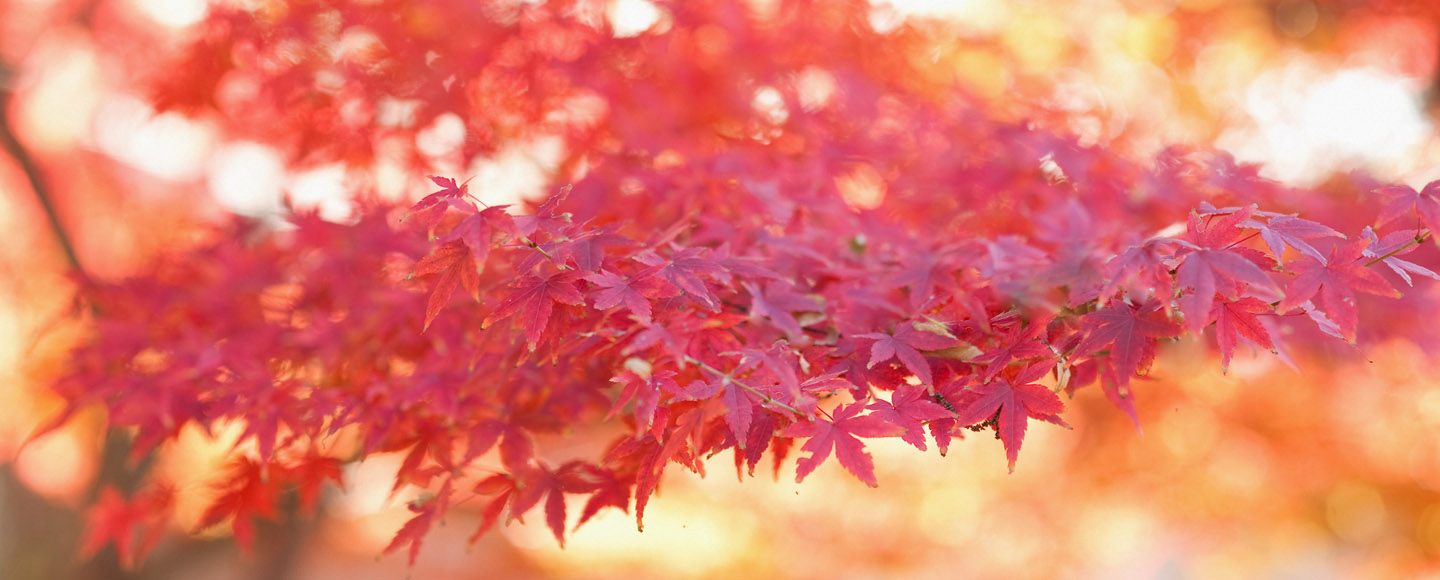 Dallas photographer photographs red Chinese maple.