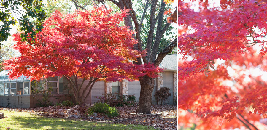 Dallas photographer Jenny McCann captures autumn leaves in Texas.