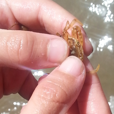 Baby crab in Louisiana.